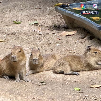 ลูกคาปิบารา 3 ตัว เกิดใหม่ต้อนรับวันแม่ สวนสัตว์เปิดเขาเขียว เตรียมตั้งชื่อเร็ว ๆ นี้ ขณะที่ วันแม่แห่งชาติ เด็กและผู้สูงอายุเข้าฟรี