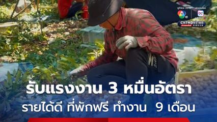 สวนลำไย จันทบุรี เปิดรับสมัครแรงงานคนไทยเก็บลำไย กว่า 30,000 อัตรา ทดแทนแรงงานกัมพูชาที่กลับประเทศ รายได้ดี มีที่พักฟรี