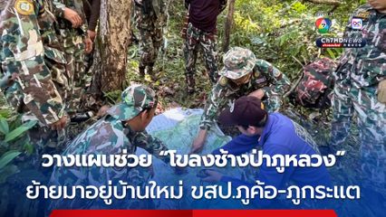 เจ้าหน้าที่วางแผนจัดการพื้นที่ช่วย “โขลงช้างป่า” จากป่าภูหลวง ย้ายมาอยู่บ้านใหม่ป่าภูค้อ-ภูกระแต