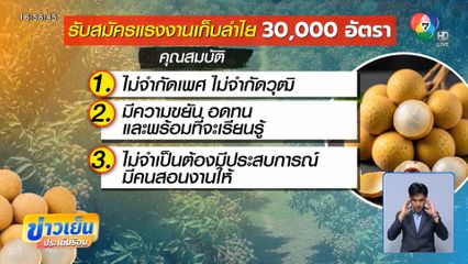 หาแรงงาน 30,000 คน ช่วยเก็บลำไย