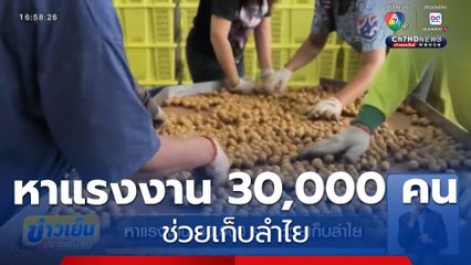 หาแรงงาน 30,000 คน ช่วยเก็บลำไย