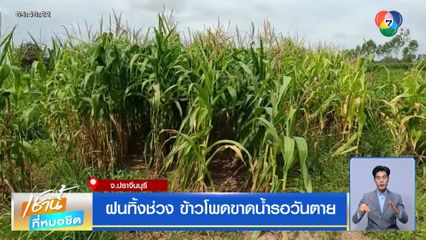 ฝนทิ้งช่วง ข้าวโพดขาดน้ำรอวันตาย จ.ปราจีนบุรี