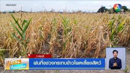 ฝนทิ้งช่วงกระทบข้าวโพดเลี้ยงสัตว์