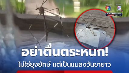 อย่าตื่นตระหนก ไม่ใช่ยุงยักษ์ แต่เป็นแมลงวันขายาว