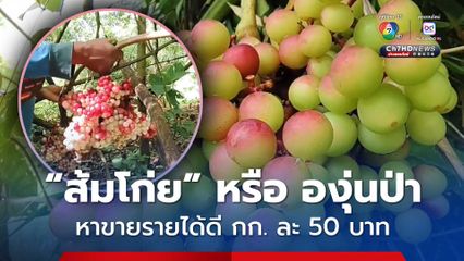 ผลไม้ป่าหน้าฝน ชาวบ้านโคราช เข้าป่าหา "ส้มโก่ย" หรือ "องุ่นป่า" สร้างรายได้งาม กก. ละ 40-50 บาท