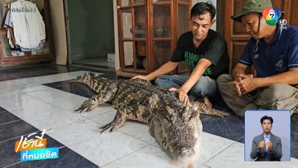 ปิดตำนาน เจ้าทอง จระเข้เฝ้าบ้าน จ.พิษณุโลก
