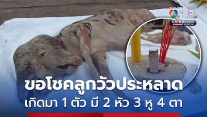 ฮือฮา ลูกวัวประหลาดเกิดในวันแม่ 1 ตัว มี 2 หัว 3 หู 4 ตา 4 ขา เจ้าของเชื่อมาให้โชค