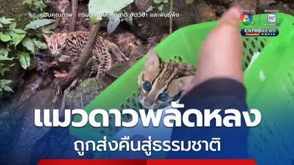 ลูกแมวดาวพลัดหลง ถูกส่งคืนสู่ธรรมชาติ หลังเจ้าหน้าที่ดูแลนานกว่า 4 เดือน