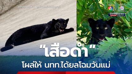 “เสือดำ” โผล่ให้ นทท.ได้ยลโฉมวันแม่
