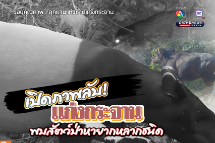 เปิดภาพลับแก่งกระจาน พบสัตว์ป่าหายากหลากชนิด