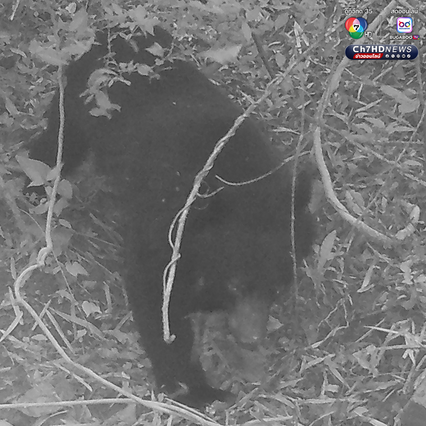 เปิดภาพลับแก่งกระจาน พบสัตว์ป่าหายากหลากชนิด