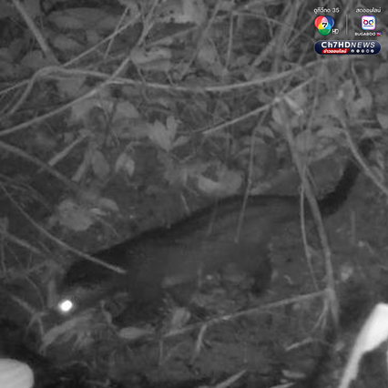 เปิดภาพลับแก่งกระจาน พบสัตว์ป่าหายากหลากชนิด