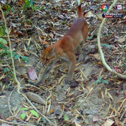 เปิดภาพลับแก่งกระจาน พบสัตว์ป่าหายากหลากชนิด