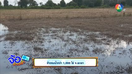 ข้าวจมน้ำกว่า 1,000 ไร่ จ.พะเยา