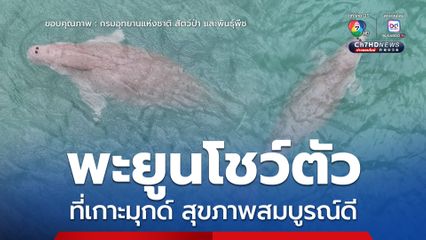 พะยูนโชว์ตัวที่เกาะมุกด์ ศูนย์วิจัยฯ เผยสุขภาพสมบูรณ์ดี ชี้เป็นสัญญาณบวกของทะเลตรัง 