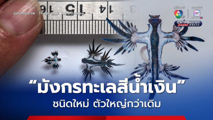 “มังกรทะเลสีน้ำเงิน” ชนิดใหม่ ตัวใหญ่กว่าเดิม