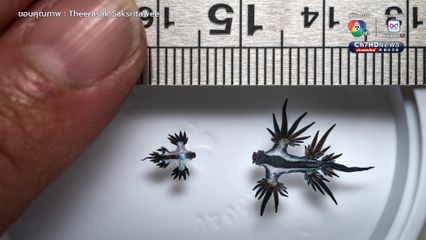 “มังกรทะเลสีน้ำเงิน” ชนิดใหม่ ตัวใหญ่กว่าเดิม