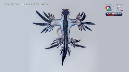 “มังกรทะเลสีน้ำเงิน” ชนิดใหม่ ตัวใหญ่กว่าเดิม