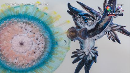 “มังกรทะเลสีน้ำเงิน” ชนิดใหม่ ตัวใหญ่กว่าเดิม