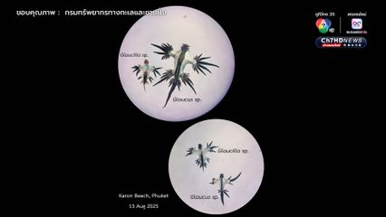 “มังกรทะเลสีน้ำเงิน” ชนิดใหม่ ตัวใหญ่กว่าเดิม