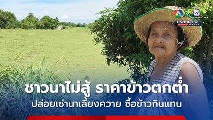 ยายชาวนาวัย 77 ปี ตัดใจไม่ทำนา ราคาข้าวตกต่ำ แต่ต้นทุนสูง ปล่อยที่นาให้เช่าเลี้ยงควาย เอาเงินไปซื้อข้าวกินแทน