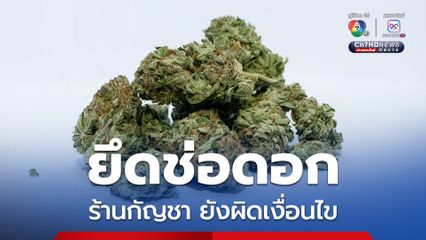 กรมแพทย์แผนไทยฯ ยังพบร้านกัญชาทำผิดเงื่อนไข ยึดช่อดอก 980 กก.
