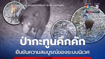 ป่ากะทูนคึกคัก เจ้าหน้าที่พบหมีควาย เสือลายเมฆ นกหว้า จากกล้องดักถ่าย ชี้ไม่พบปัจจัยคุกคาม ยืนยันความสมบูรณ์ของระบบนิเวศ