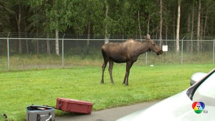พบกวางมูสและหมีดำ ใกล้ที่ประชุม ทรัมป์-ปูติน