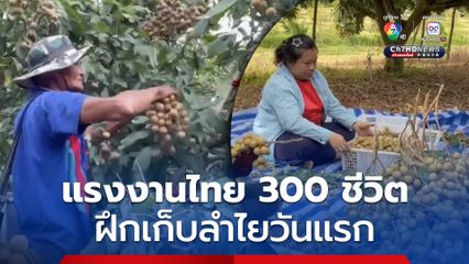 ดีเดย์วันแรก ฝึกแรงงานไทยกว่า 300 ชีวิต เก็บลำไย ที่สวนจันทบุรี ทดแทนแรงงานกัมพูชา