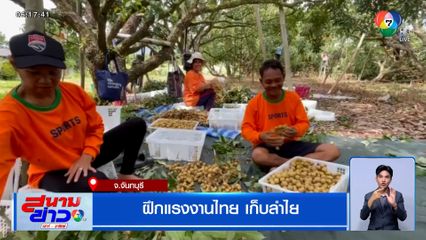 ฝึกแรงงานไทยเก็บลำไย ทดแทนแรงงานกัมพูชาที่กลับประเทศ