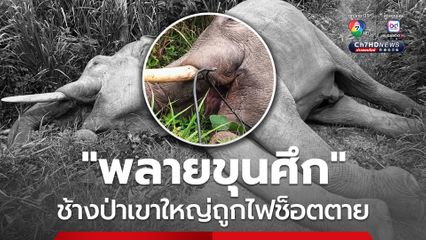 “พลายขุนศึก” ช้างป่าเขาใหญ่ถูกไฟช็อตตาย