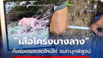 “เสือโคร่งบางลาง” ทิ้งร่องรอยสดใหม่ให้ จนท.บุกพิสูจน์
