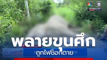 พลายขุนศึก ถูกไฟช็อกตาย จ.นครราชสีมา