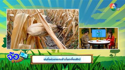 ฝนทิ้งช่วงกระทบข้าวโพดเลี้ยงสัตว์