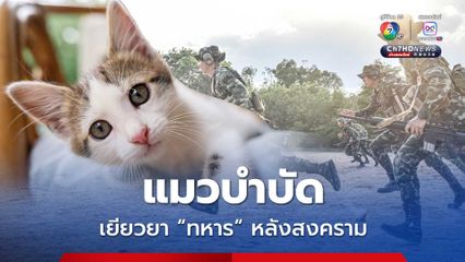 “แมวบำบัด” ช่วย “ทหาร” ลดภาวะเครียดจากอาการซึมเศร้า และ PTSD หลังสงครามได้