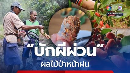 ผลไม้ป่าหน้าฝนหายาก "บักผีผ่วน" หรือ ลูกนมวัว 1 ปี มีให้หาเก็บได้เพียง 1 เดือน สรรพคุณทางยาเพียบ