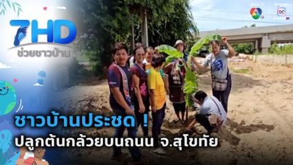 ชาวบ้านประชด ! ปลูกต้นกล้วยบนถนน จ.สุโขทัย