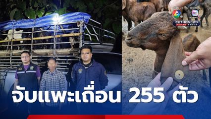 สกัดลักลอบนำเข้า “แพะเถื่อน” จากเมียนมา ซุก จ.ตาก ตรวจยึดได้ 255 ตัว