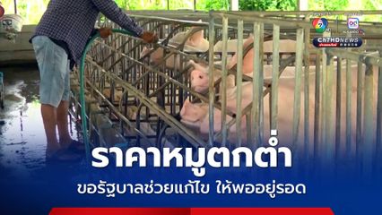 ราคาหมูตกต่ำ หน้าฟาร์มเหลือโลละ 58 บาท วอนรัฐช่วยแก้