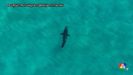 ฉลามกัดกระดานโต้คลื่นขาดสองท่อน ที่ออสเตรเลีย