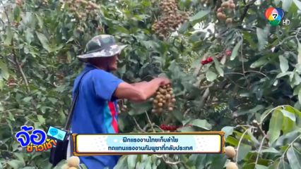 ฝึกแรงงานไทยเก็บลำไย ทดแทนแรงงานกัมพูชาที่กลับประเทศ