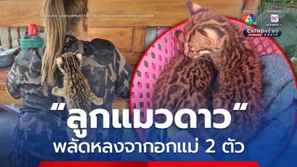 “ลูกแมวดาว” พลัดหลงจากอกแม่ 2 ตัว