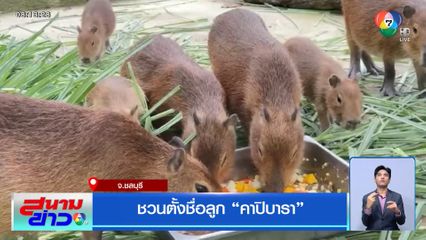 ชวนตั้งชื่อลูก คาปิบารา