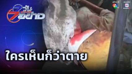 7 วัน 7 อย่าง : ใครเห็นก็ว่าตาย