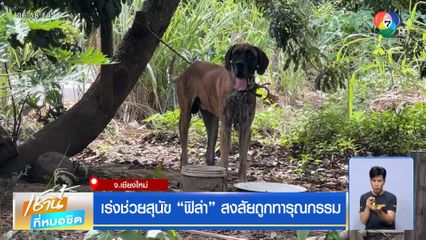 เร่งช่วยสุนัข ฟิล่า สงสัยถูกทารุณกรรม
