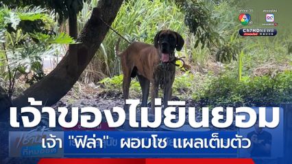 เร่งช่วยสุนัข ฟิล่า สงสัยถูกทารุณกรรม