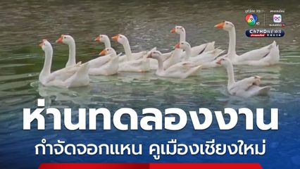 ห่านคูเมืองเชียงใหม่ ทดลองงานกำจัดจอกแหน