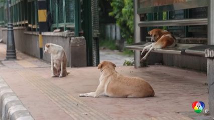 ศาลฎีกาอินเดียสั่งห้ามกักขังสุนัขจรจัด