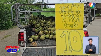 มะพร้าวน้ำหอม ลูกละ 10 บาท ไม่ต้องต่อ จ.พิษณุโลก
