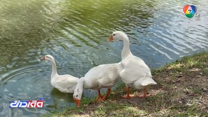 แห่ชมฝูงห่านคูเมือง แน่นขนัด